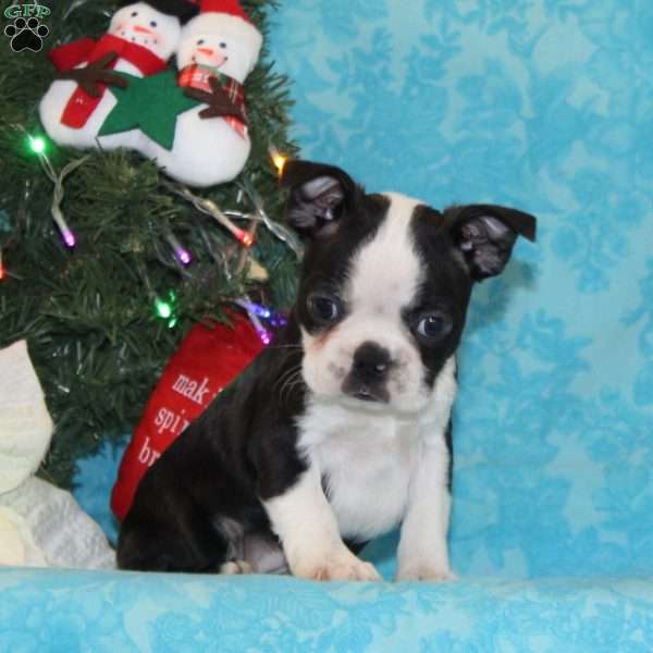 Robin, Boston Terrier Puppy